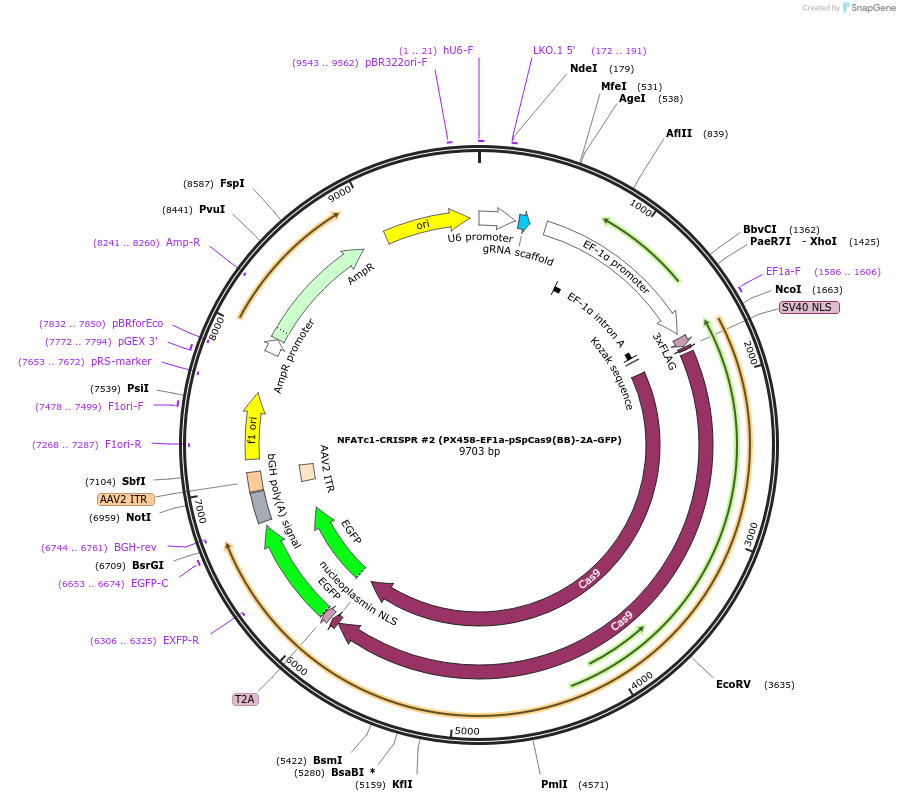 75237-plasmid-map-sequence-id-142279