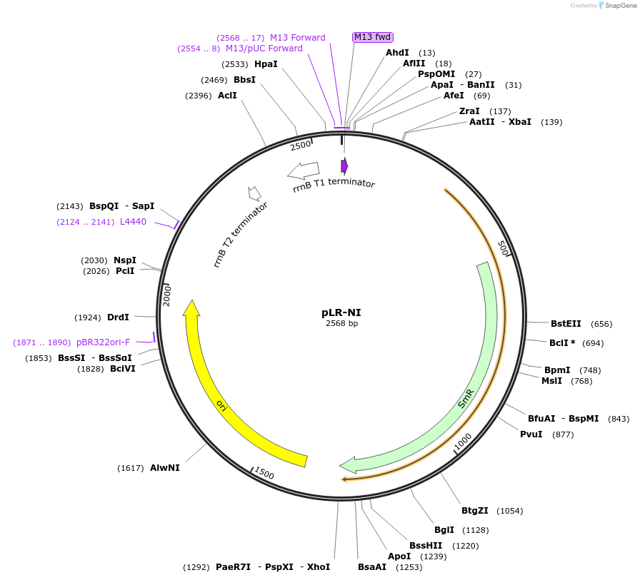 31006-plasmid-map-sequence-id-14228