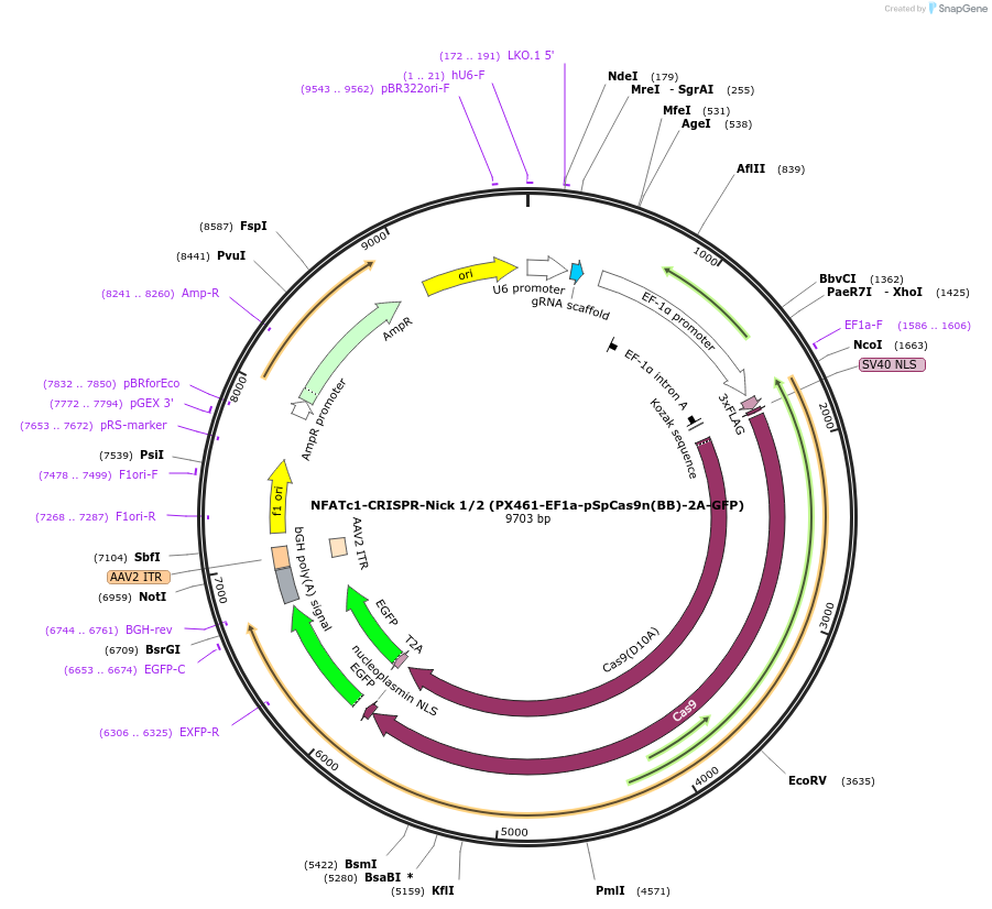 75238-plasmid-map-sequence-id-142280