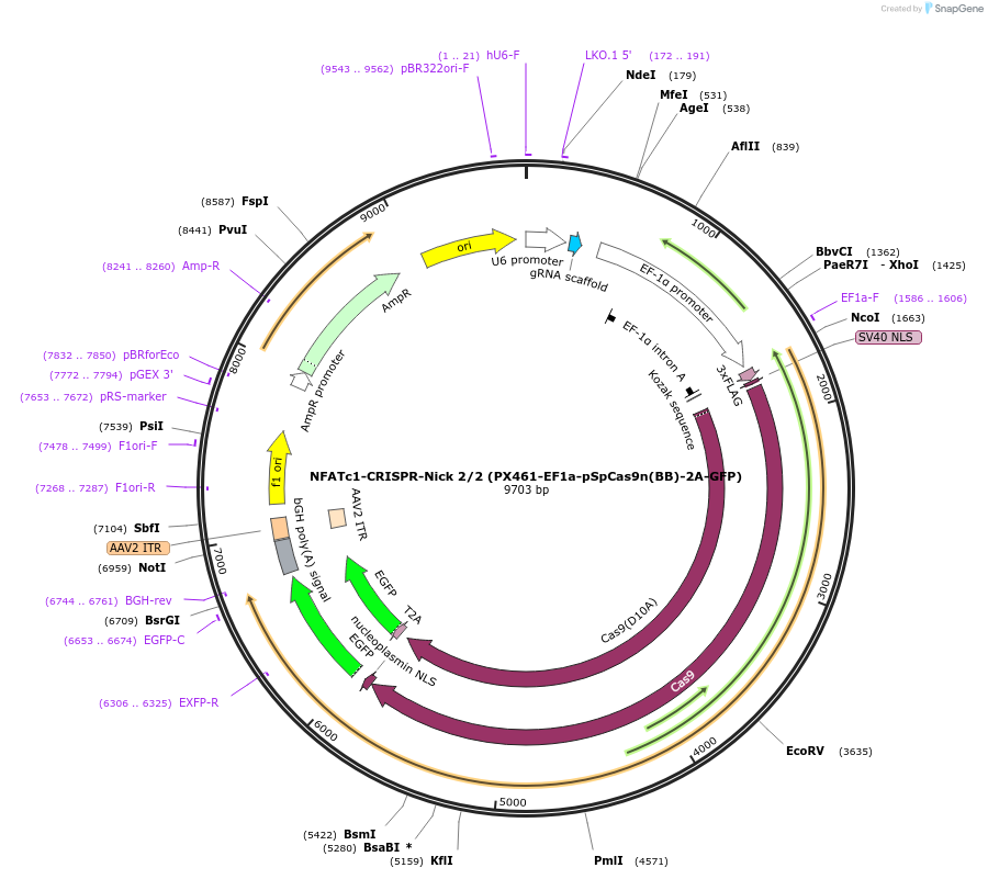 75239-plasmid-map-sequence-id-142281