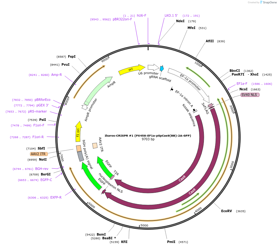 75240-plasmid-map-sequence-id-142282