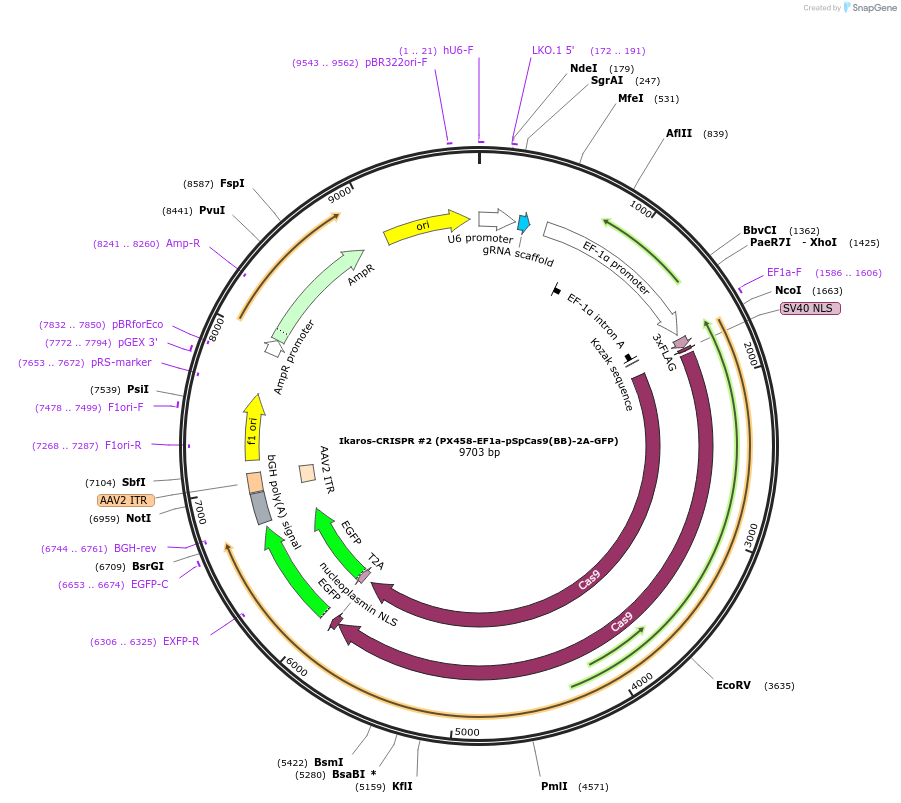 75241-plasmid-map-sequence-id-142283