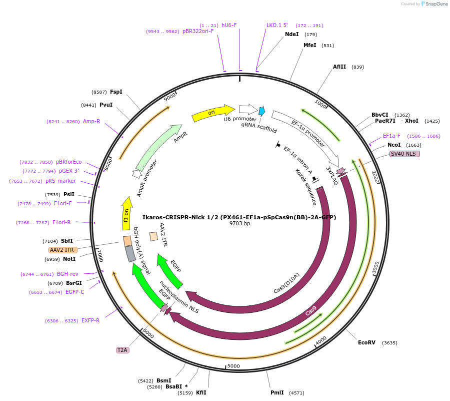 75242-plasmid-map-sequence-id-142284