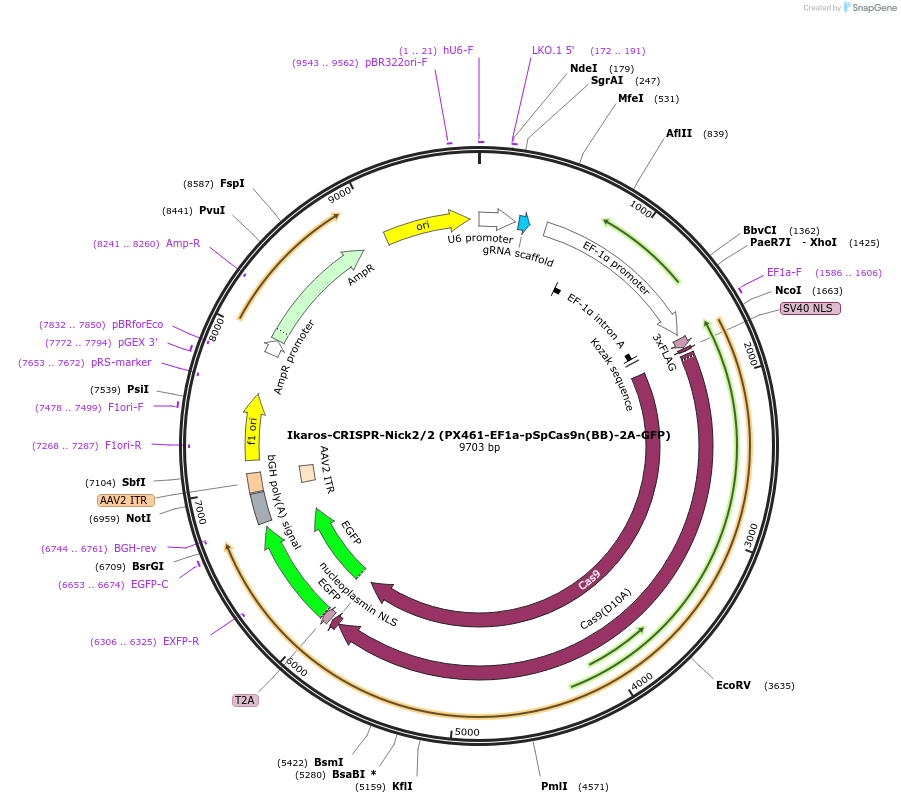 75243-plasmid-map-sequence-id-142285