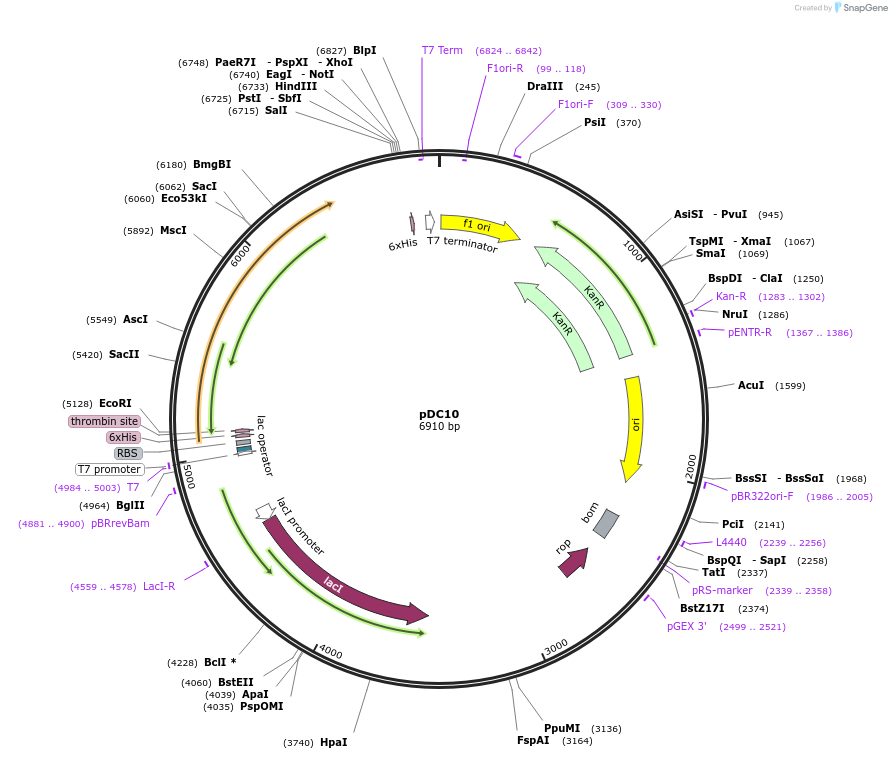 75077-plasmid-map-sequence-id-142310