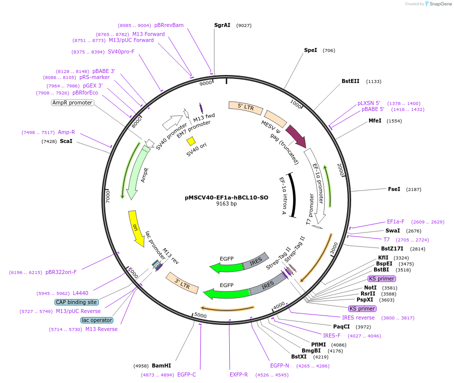 75256-plasmid-map-sequence-id-142313
