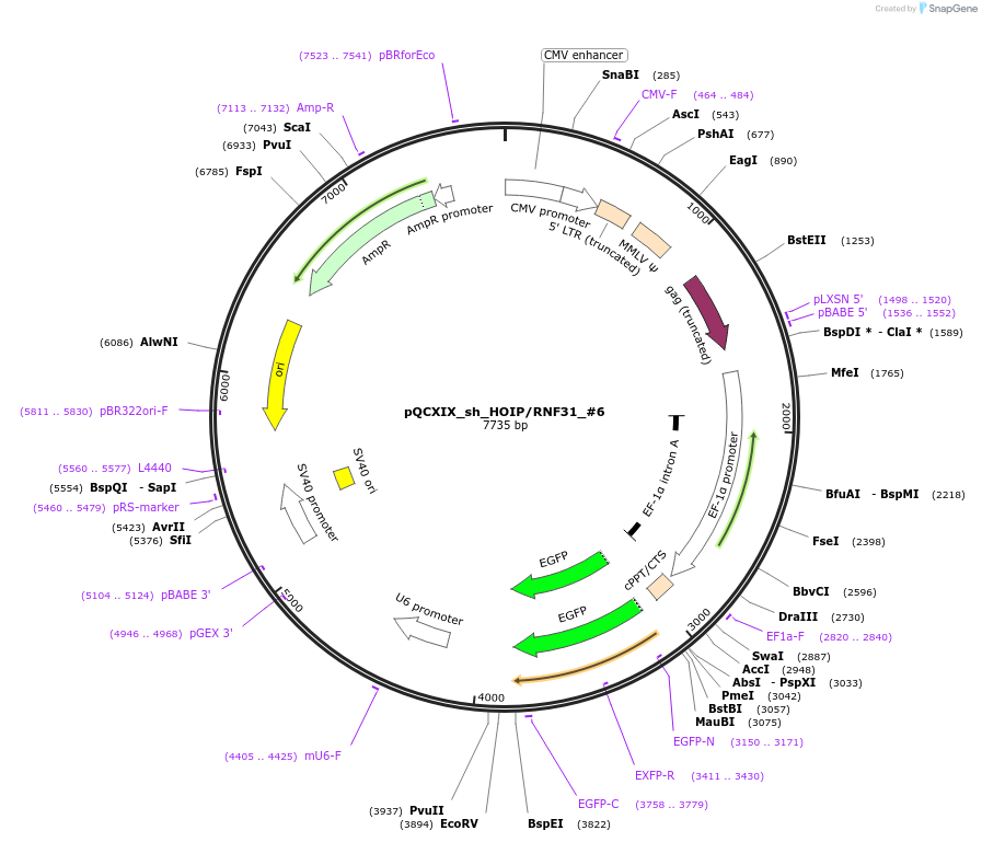 75252-plasmid-map-sequence-id-142323