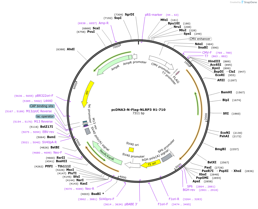 75140-plasmid-map-sequence-id-142337