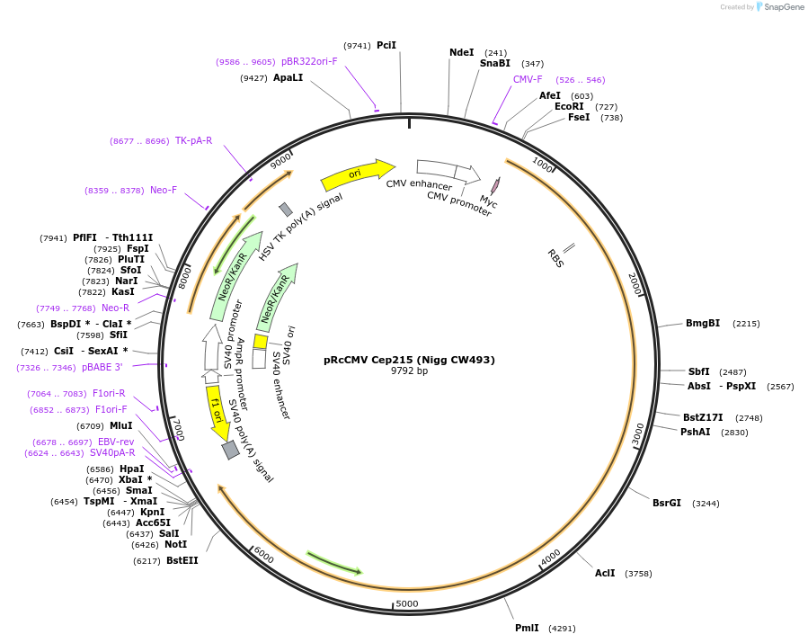 41152-plasmid-map-sequence-id-142349