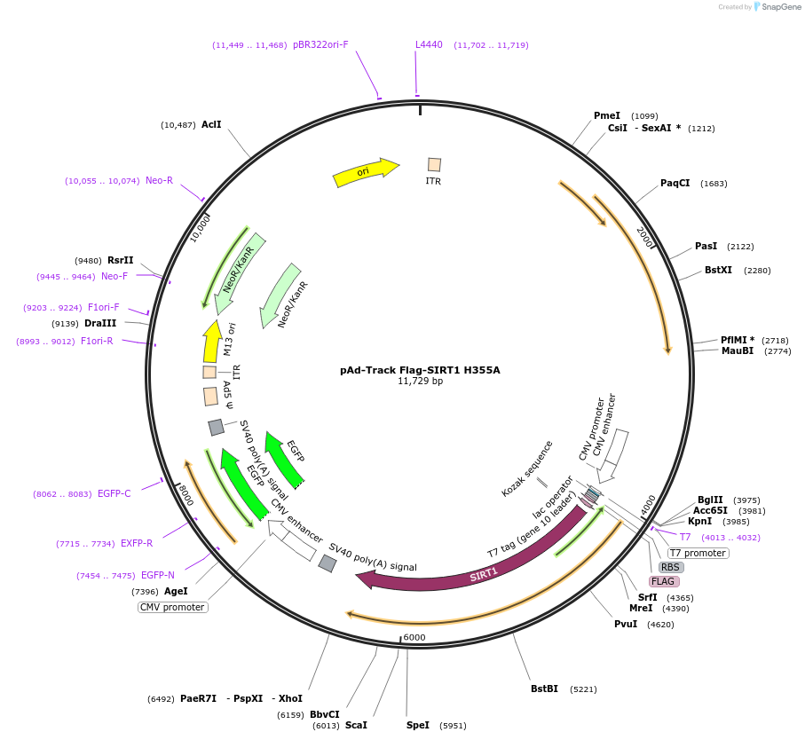 8439-plasmid-map-sequence-id-142353