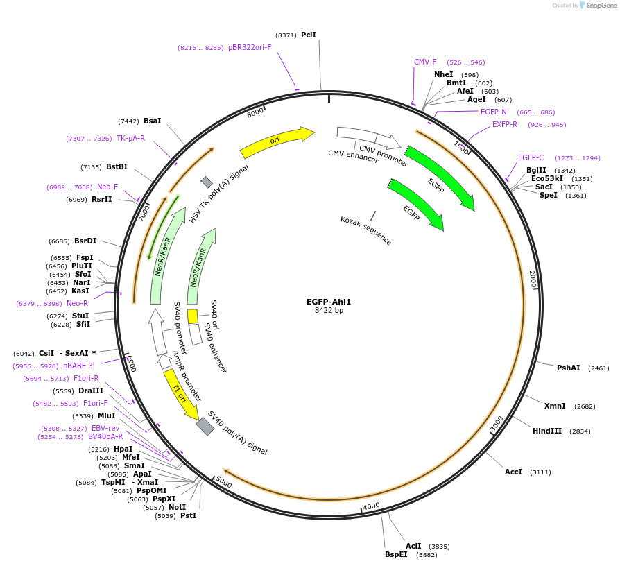 30494-plasmid-map-sequence-id-142354