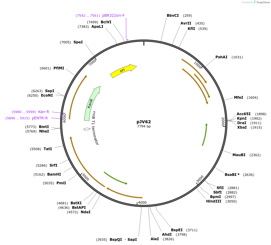 26910-plasmid-map-sequence-id-142356