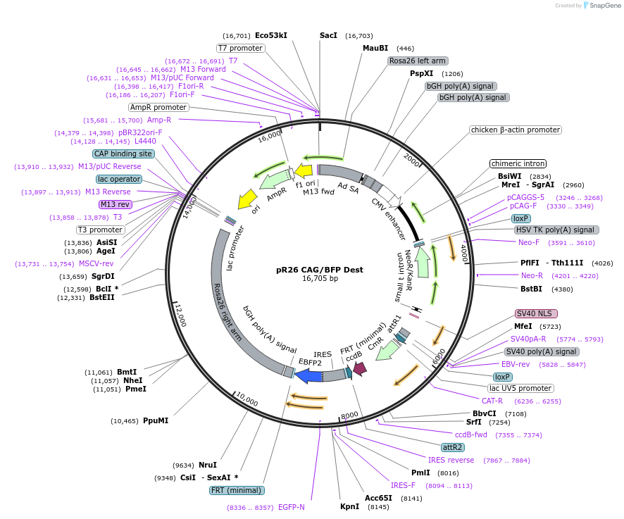 74282-plasmid-map-sequence-id-142357
