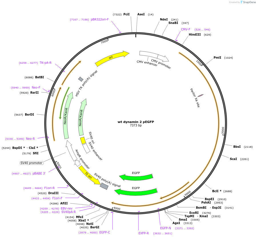 34686-plasmid-map-sequence-id-142359