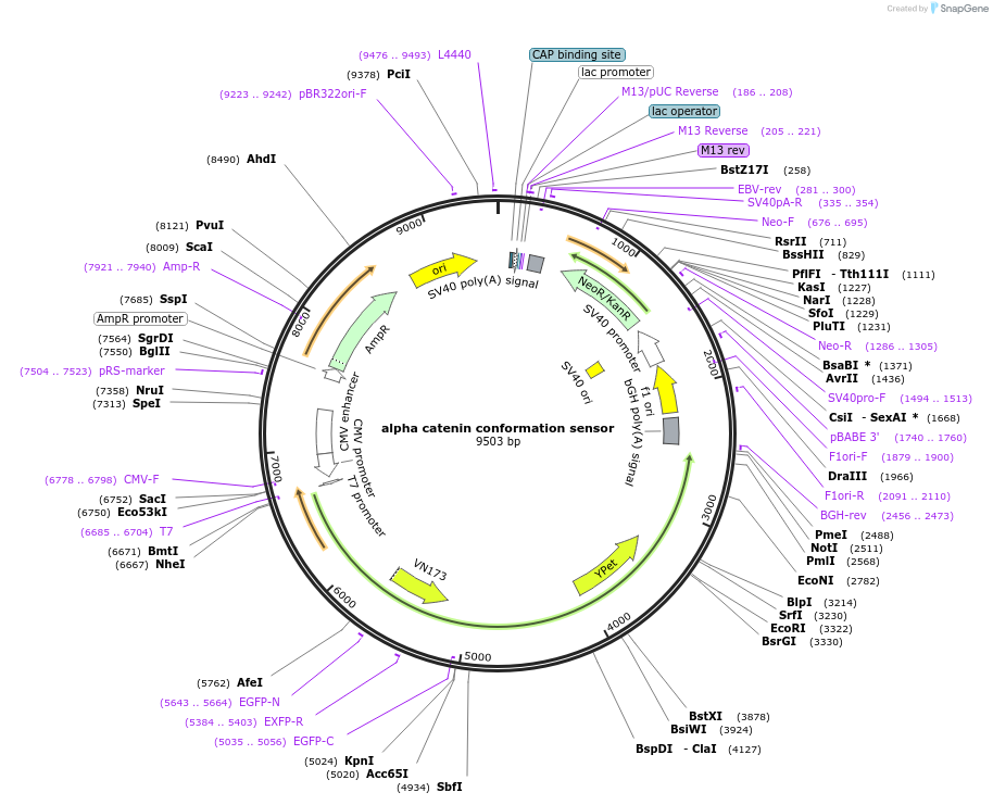 71709-plasmid-map-sequence-id-142365