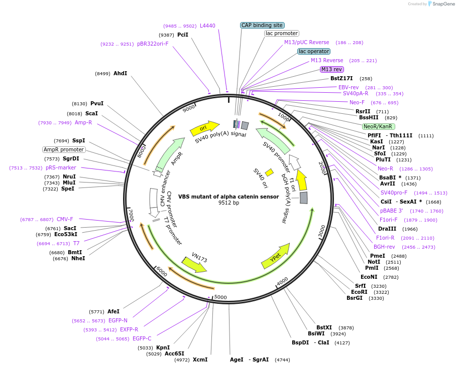 71710-plasmid-map-sequence-id-142366
