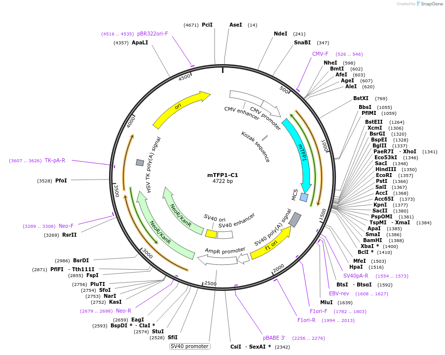 54613-plasmid-map-sequence-id-142371