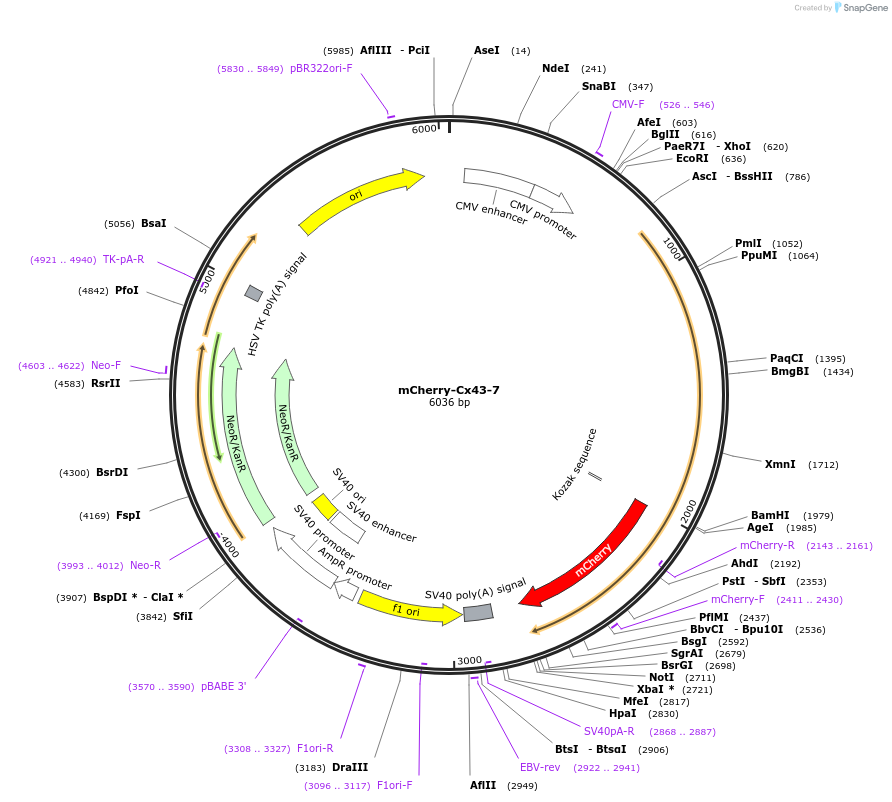 55023-plasmid-map-sequence-id-142375