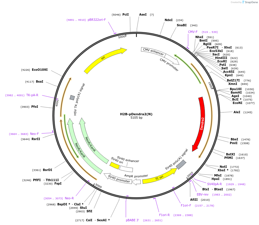 75283-plasmid-map-sequence-id-142379