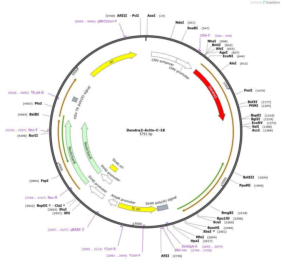 57701-plasmid-map-sequence-id-142380