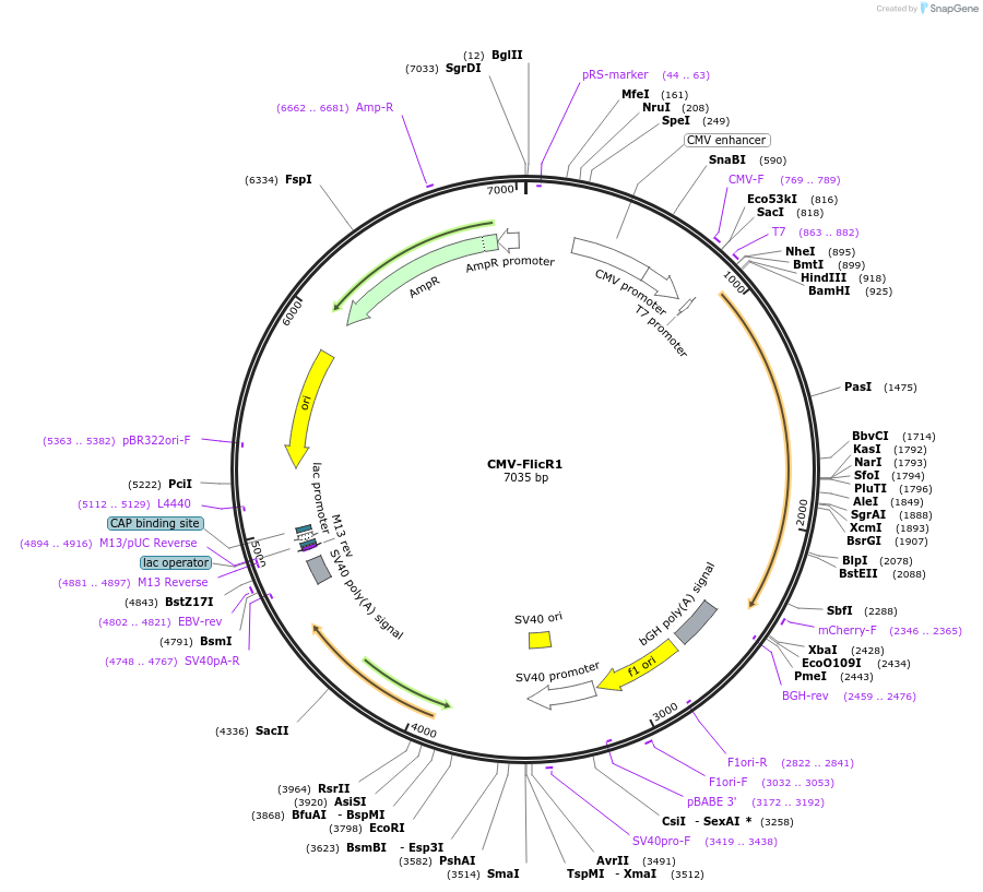 74142-plasmid-map-sequence-id-142387