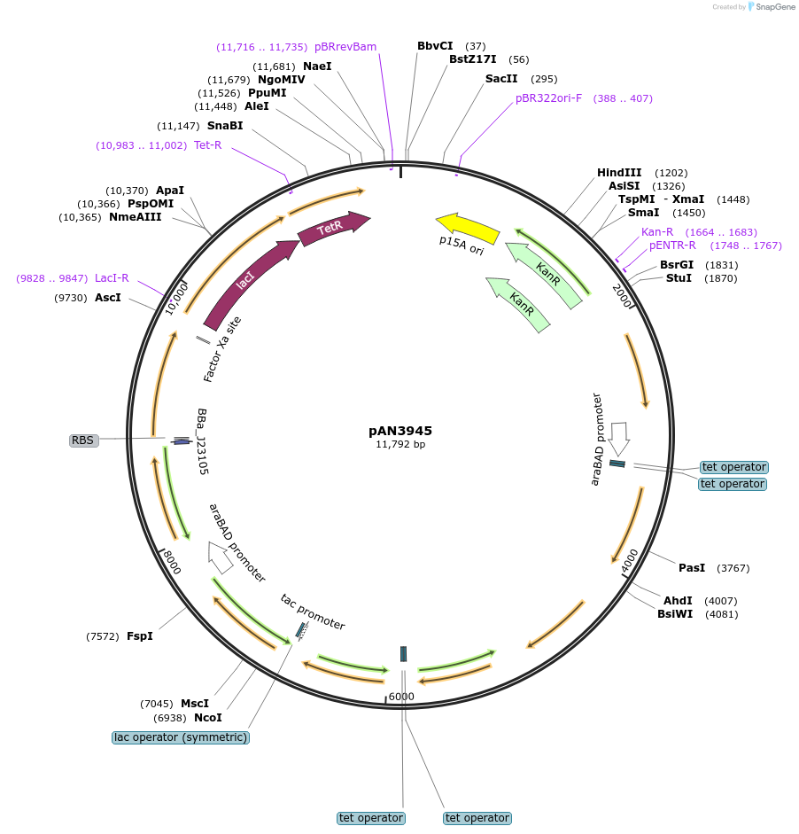 74699-plasmid-map-sequence-id-142408