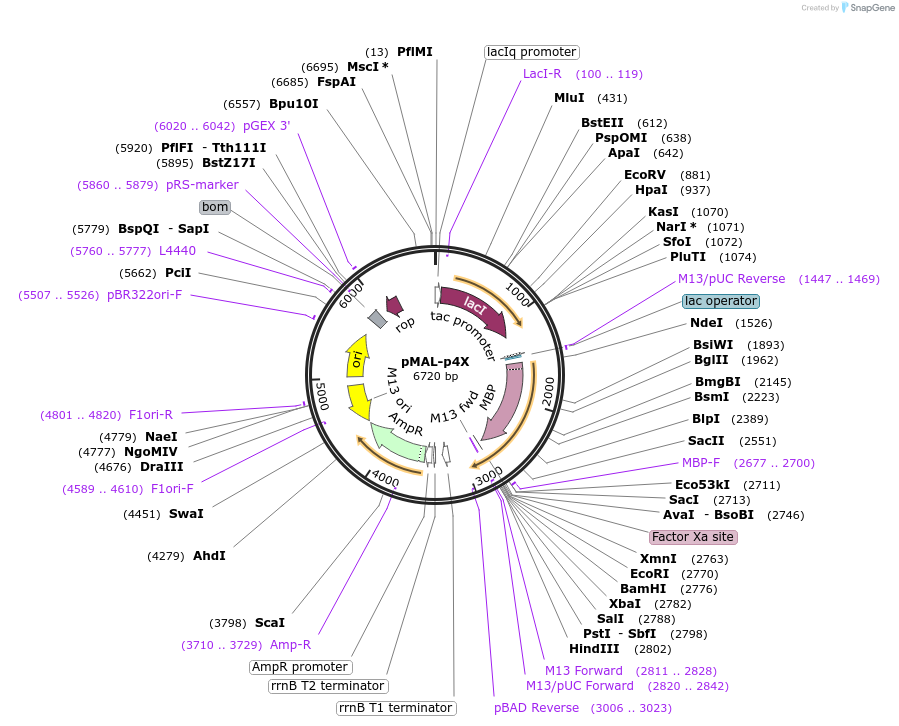 75289-plasmid-map-sequence-id-142416