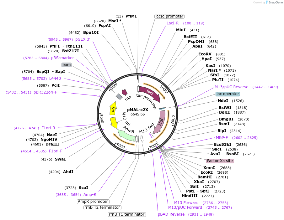 75286-plasmid-map-sequence-id-142418