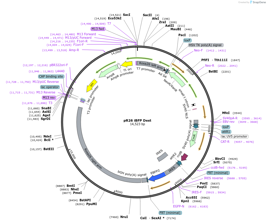 74284-plasmid-map-sequence-id-142431