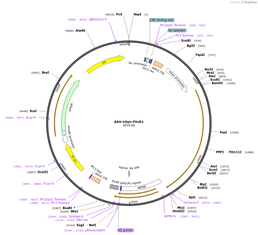 74143-plasmid-map-sequence-id-142435