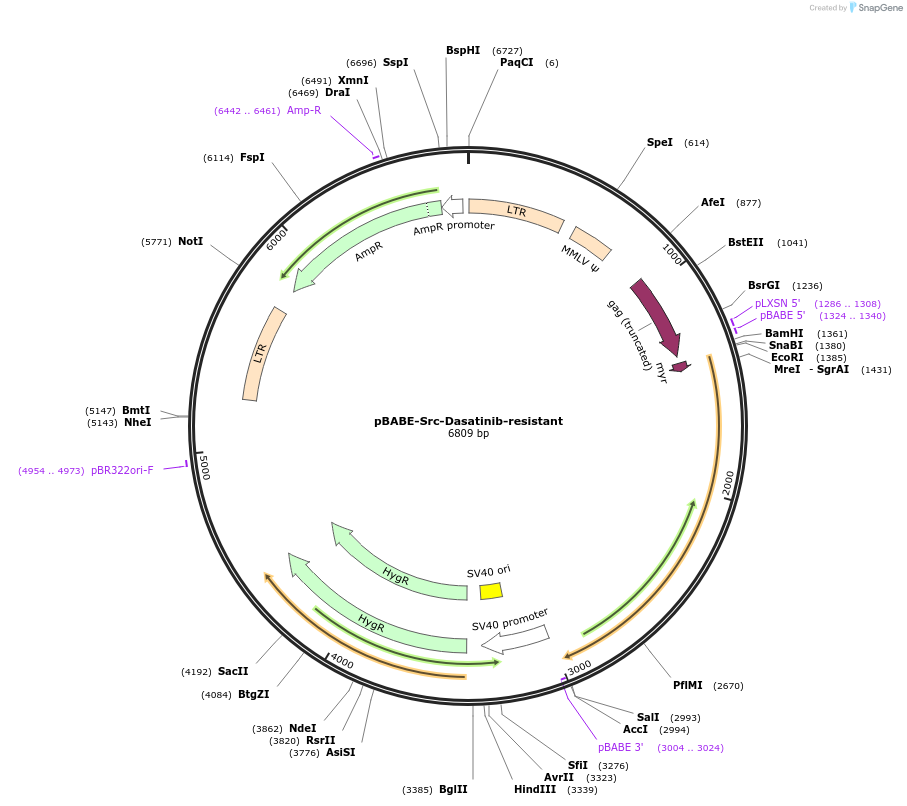 26980-plasmid-map-sequence-id-142443