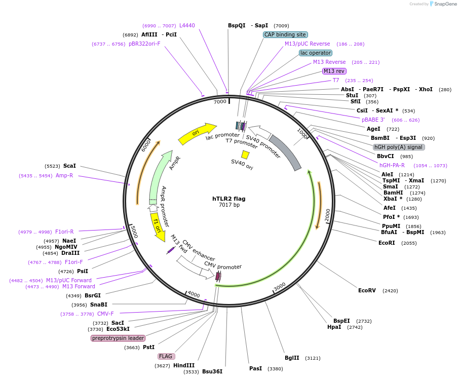 13082-plasmid-map-sequence-id-142444