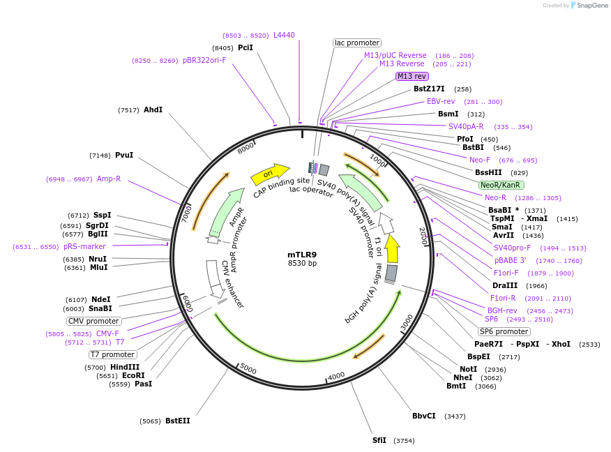 13091-plasmid-map-sequence-id-142445