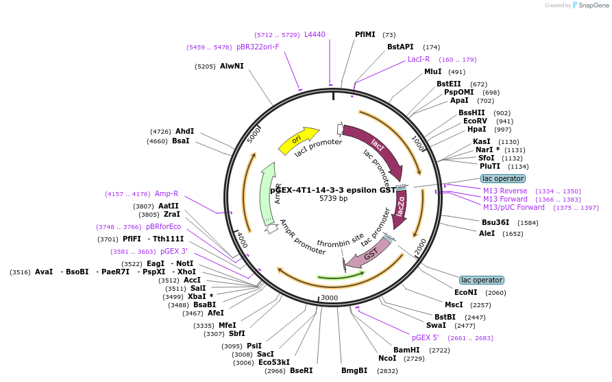 13279-plasmid-map-sequence-id-142446