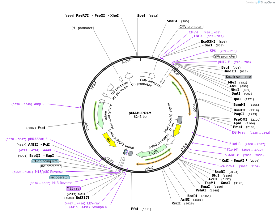 64915-plasmid-map-sequence-id-142448