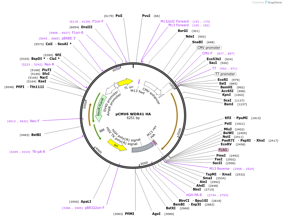 74159-plasmid-map-sequence-id-142470