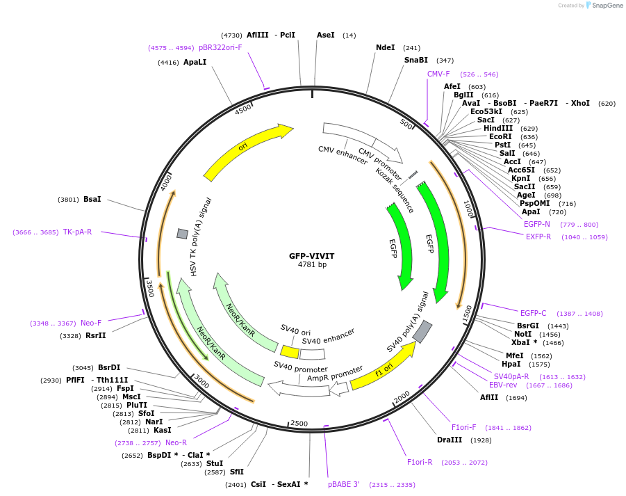 11106-plasmid-map-sequence-id-142508