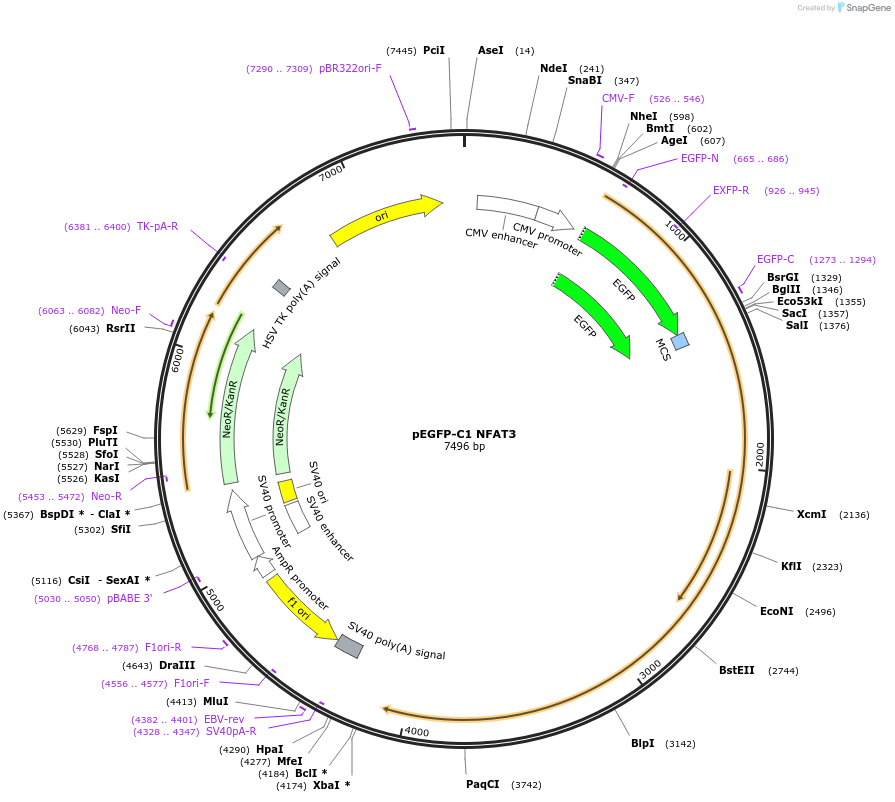 10961-plasmid-map-sequence-id-142525