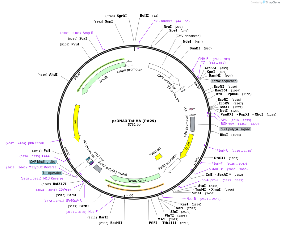 14654-plasmid-map-sequence-id-142532