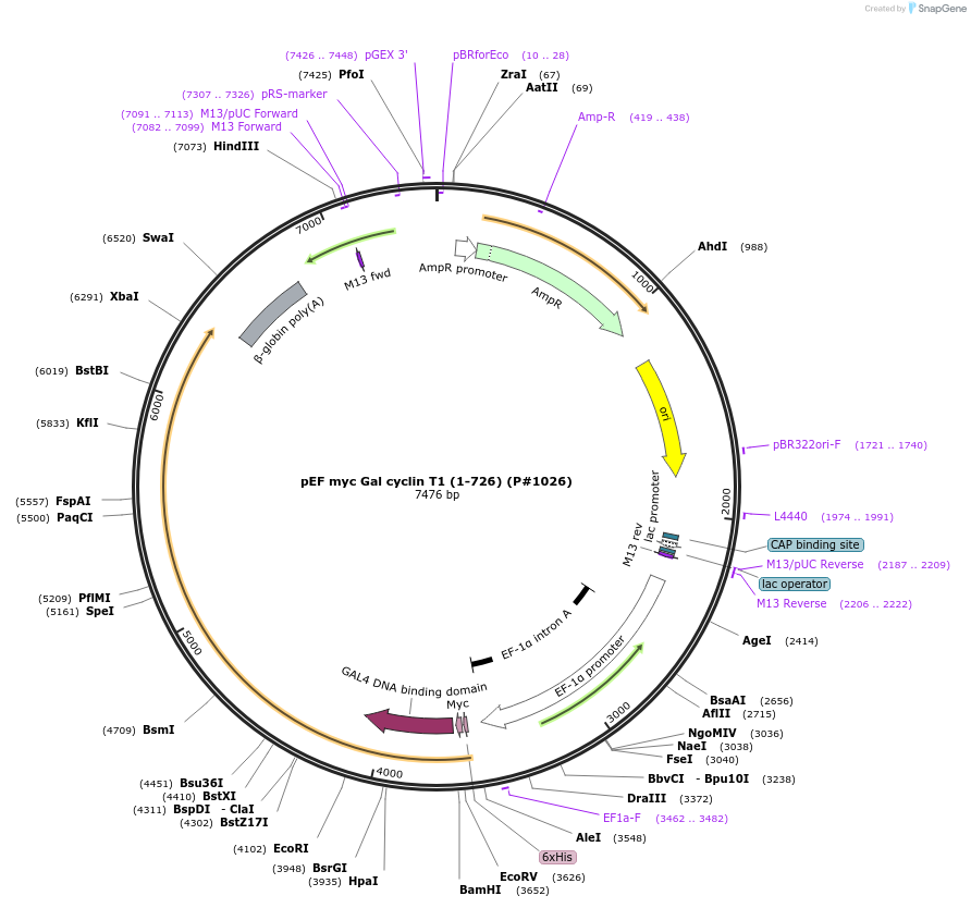 14626-plasmid-map-sequence-id-142533