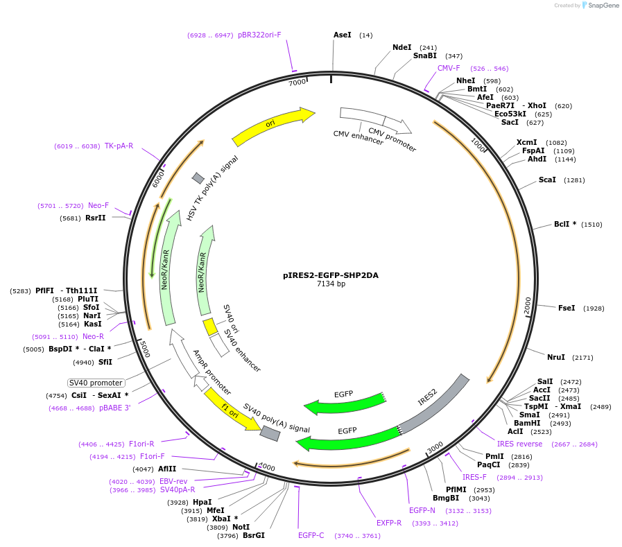 12286-plasmid-map-sequence-id-142546