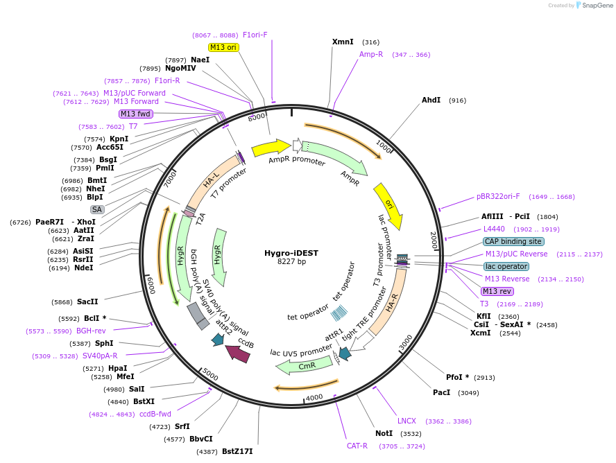 75339-plasmid-map-sequence-id-142552