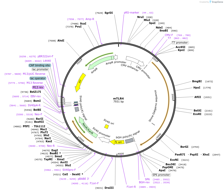 13085-plasmid-map-sequence-id-142564
