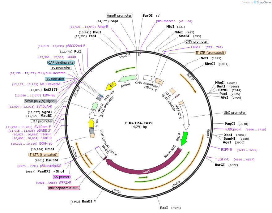 75346-plasmid-map-sequence-id-142581