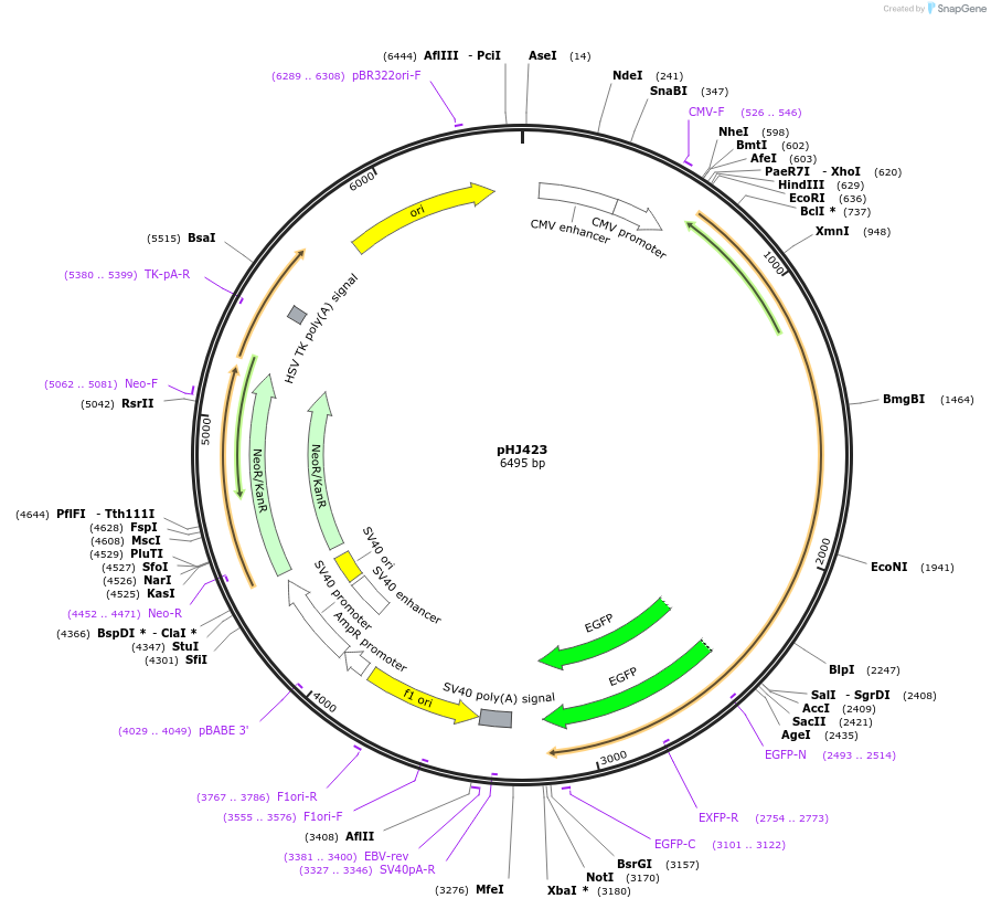 20681-plasmid-map-sequence-id-142584
