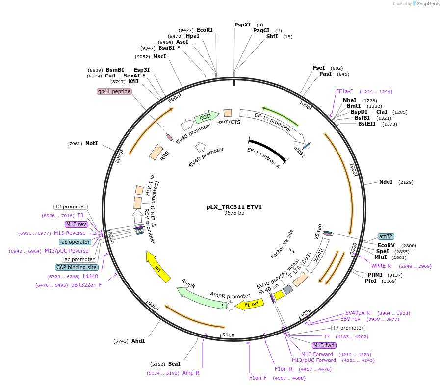 74981-plasmid-map-sequence-id-142585