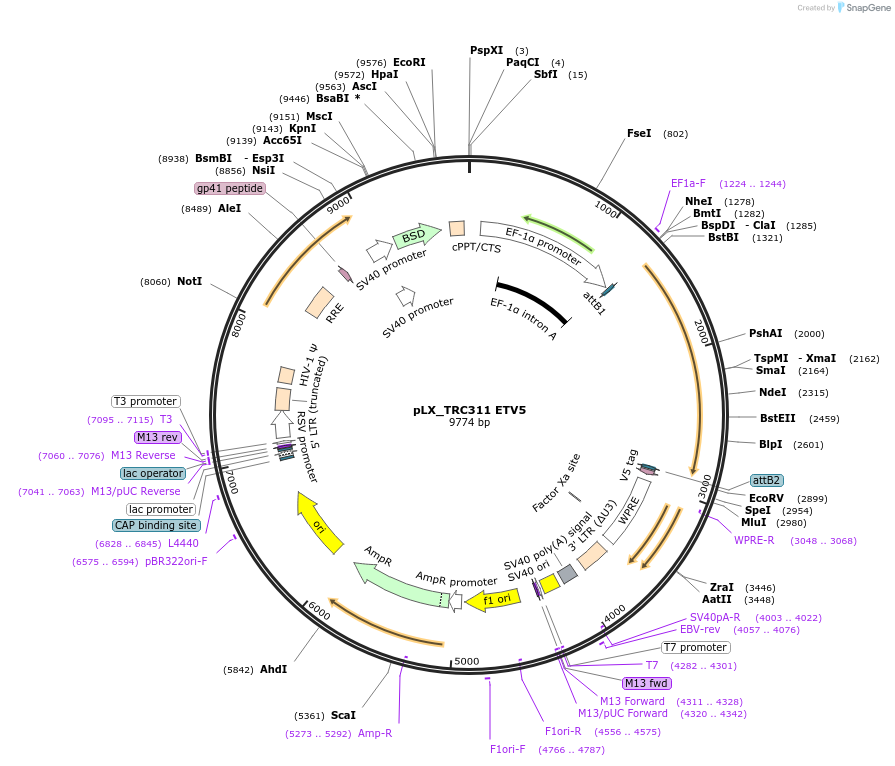 74984-plasmid-map-sequence-id-142588