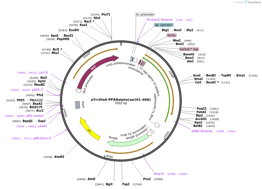 13574-plasmid-map-sequence-id-142611