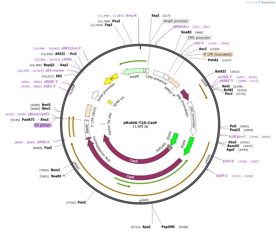 75348-plasmid-map-sequence-id-142640