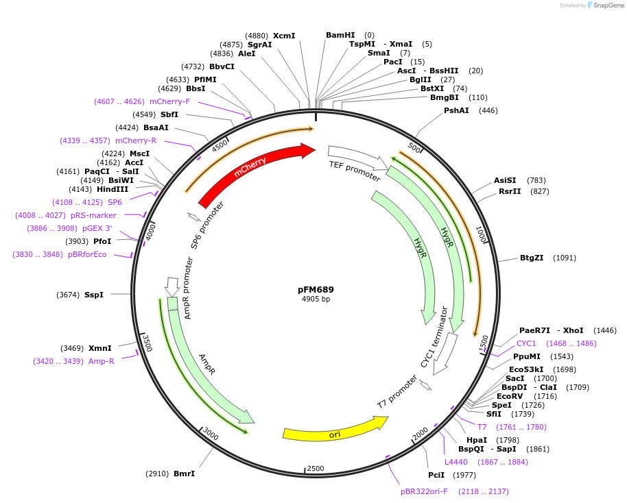 74635-plasmid-map-sequence-id-142646